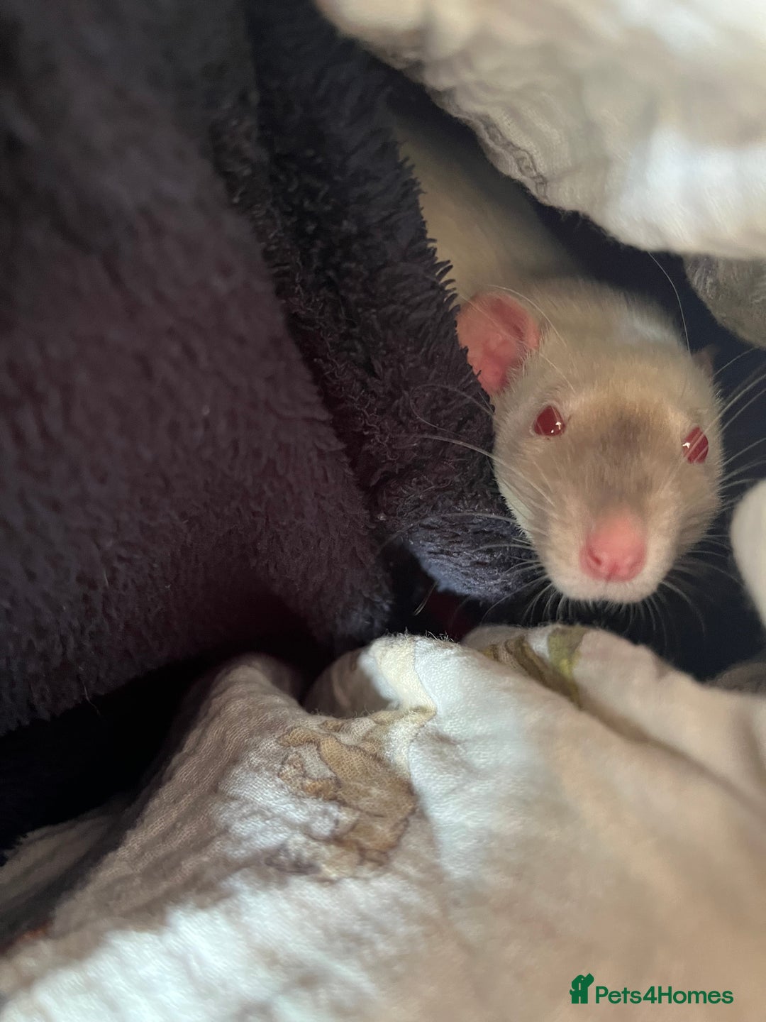 Rat rodents for sale: 3 male rats - Advert 6