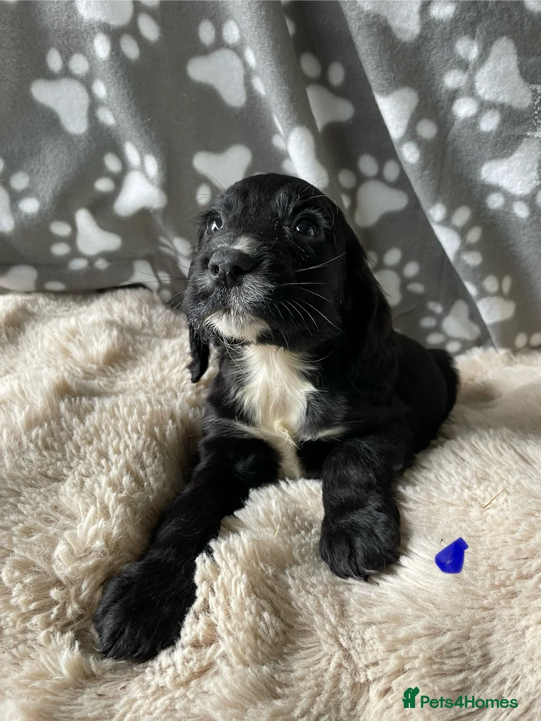 Cocker Spaniel dogs for sale: Working cocker spaniels  - Advert 8