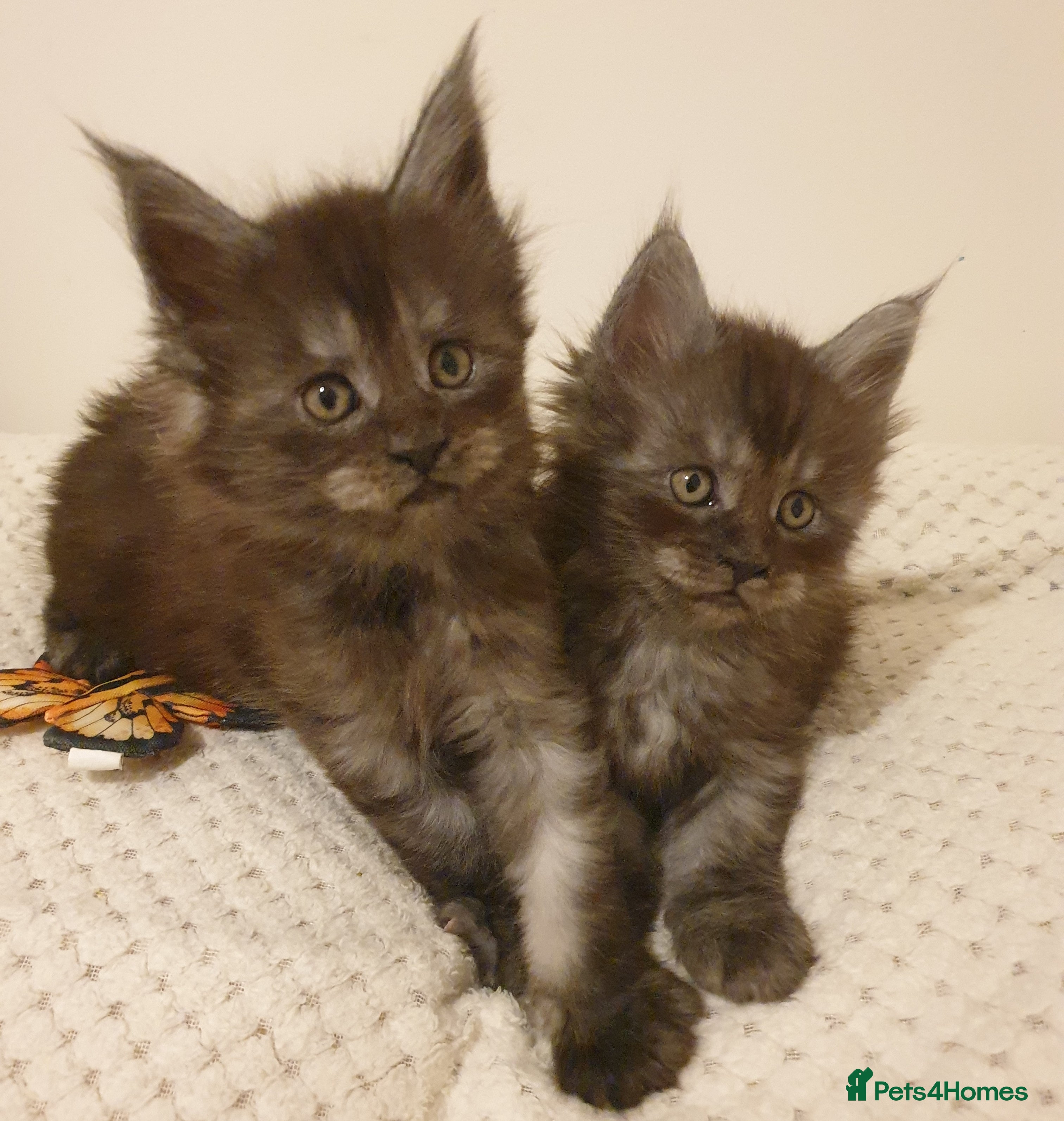 Maine Coon cats Maine coon kittens  - Advert 3