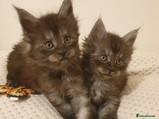 Maine Coon cats Maine coon kittens - Advert 1