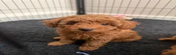 Poochon dogs for sale: Beautiful Red Poochon Girls ❤️ in Sevenoaks - Advert 5