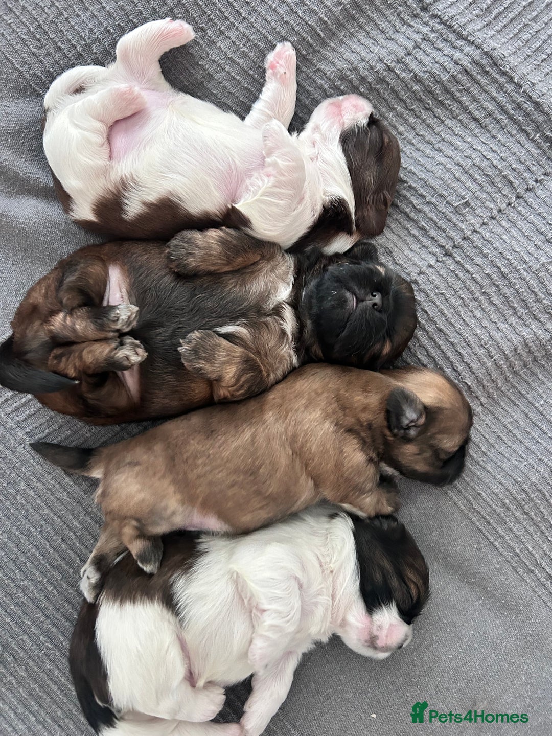 Shih Tzu dogs for sale: ShihTzu  - Image 16