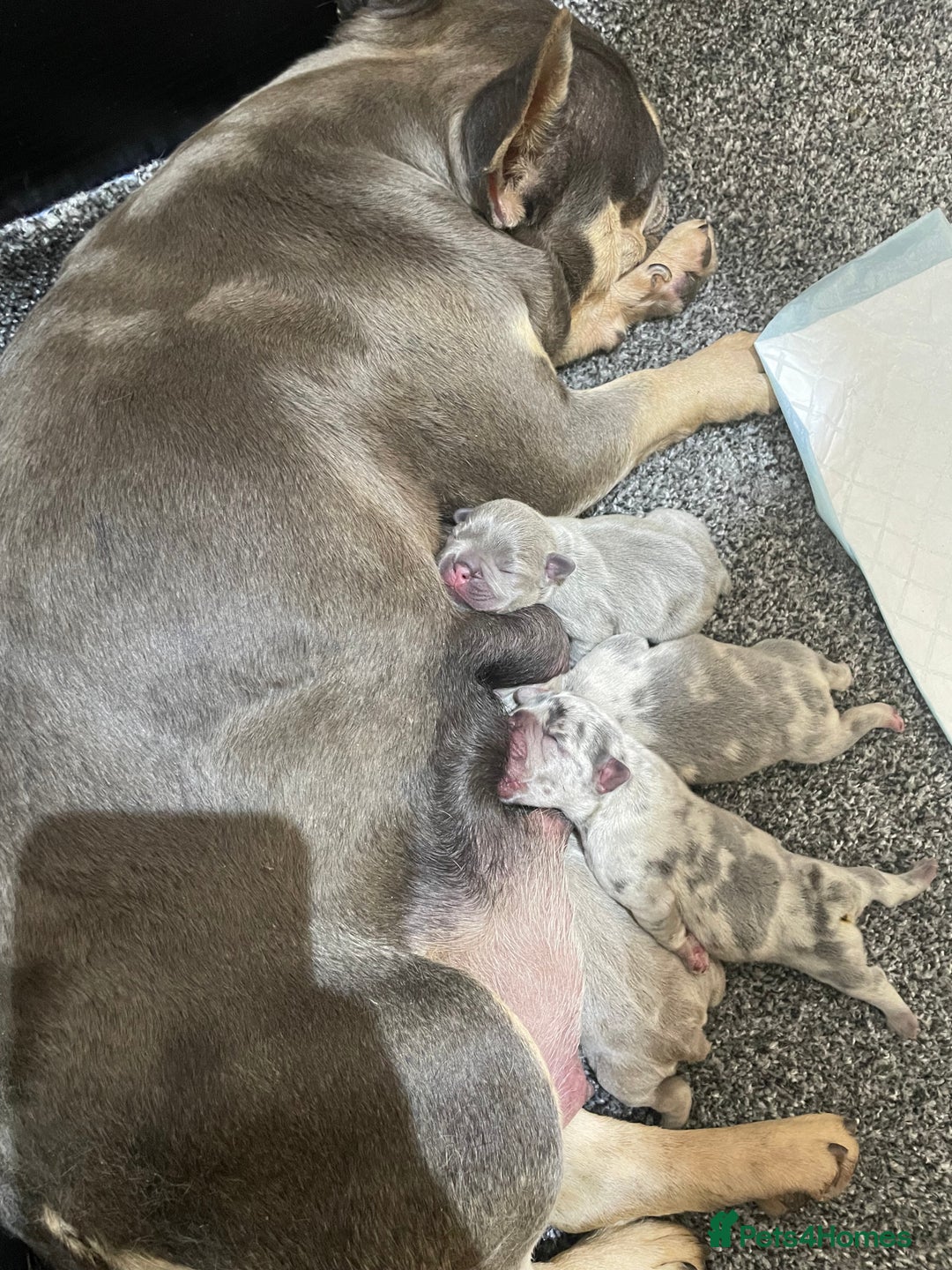 French Bulldog dogs for sale: French Bull Dog Puppies! - Image 8