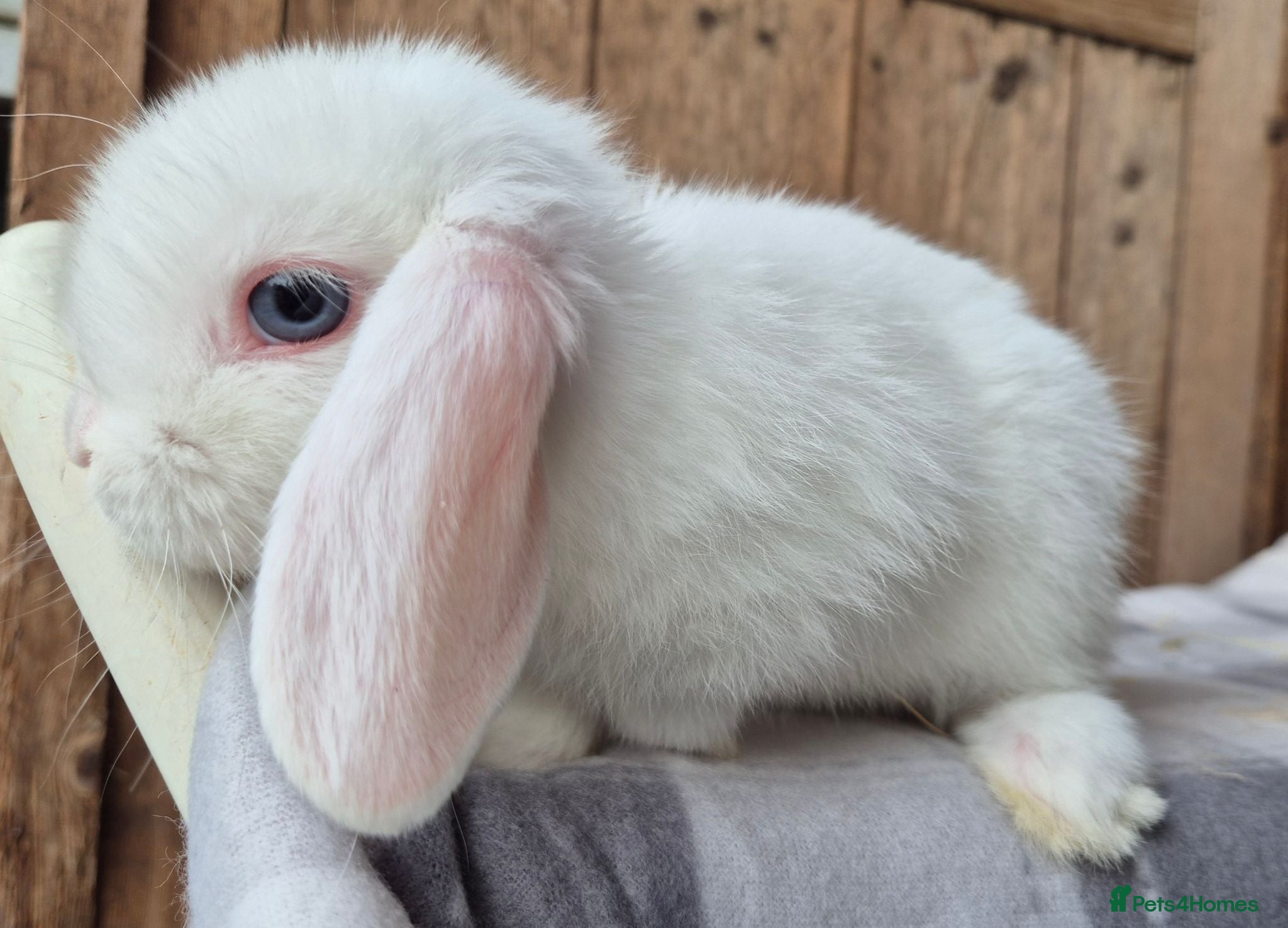 Mini Lop rabbits Mini lop girls ready now  - Advert 2