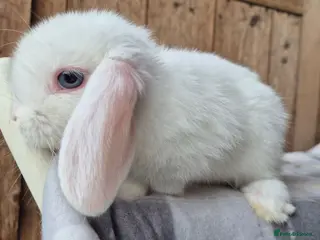 Mini Lop rabbits Mini lop girls ready now - Advert 2