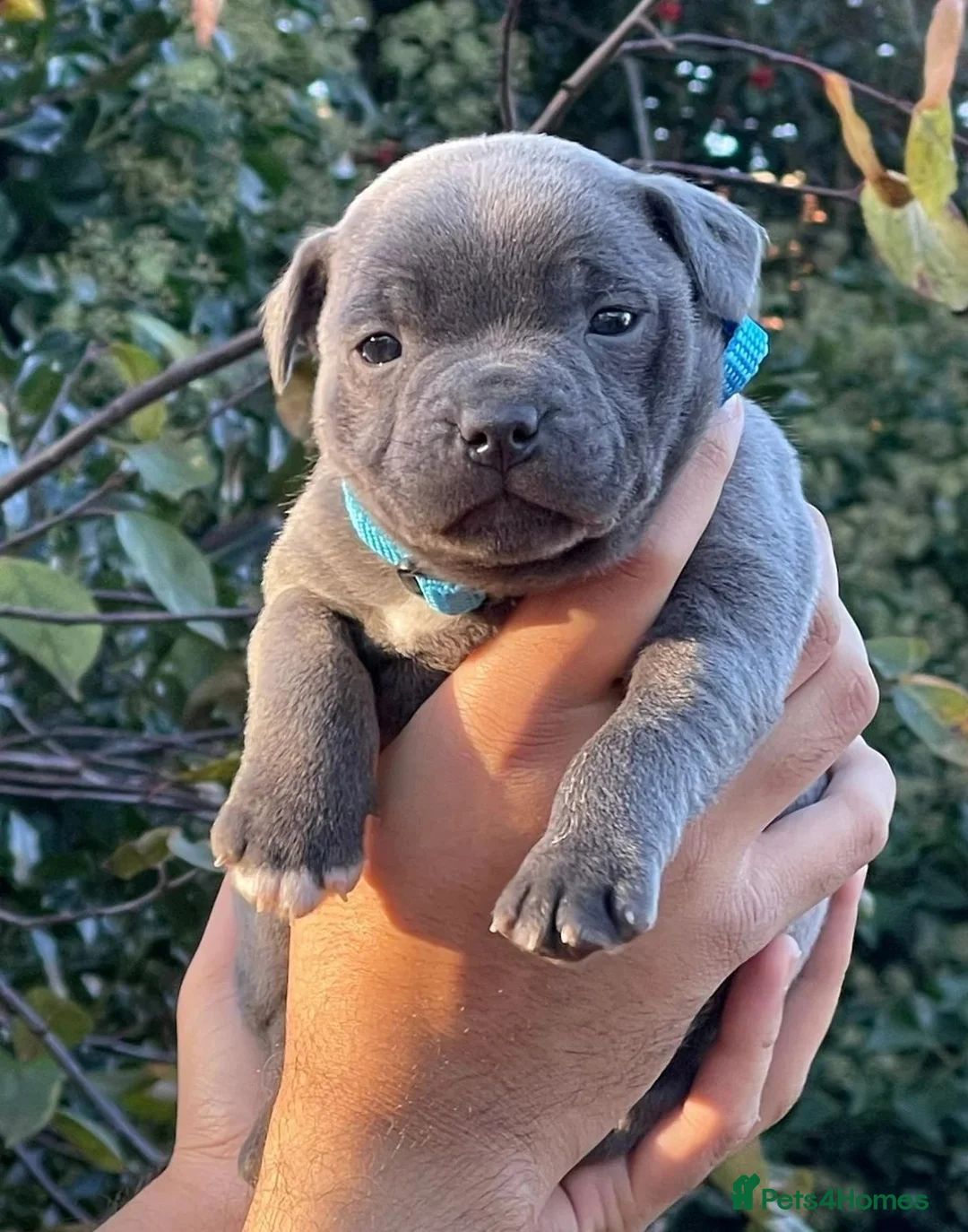 Staffordshire Bull Terrier dogs for sale: KC & DNA Tested Blue Staffordshire Bull Terriers - Advert 6