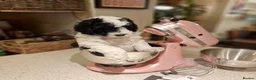 Sheepadoodle dogs for sale: Beautiful F1 Sheepadoodles  - Advert 26