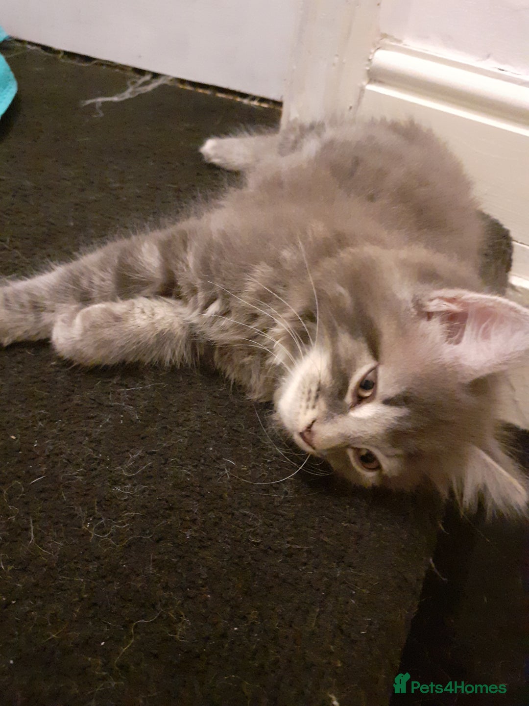 Mixed Breed cats for sale: 1 beautiful tabby boy and 1 grey short-haired boy - Advert 11