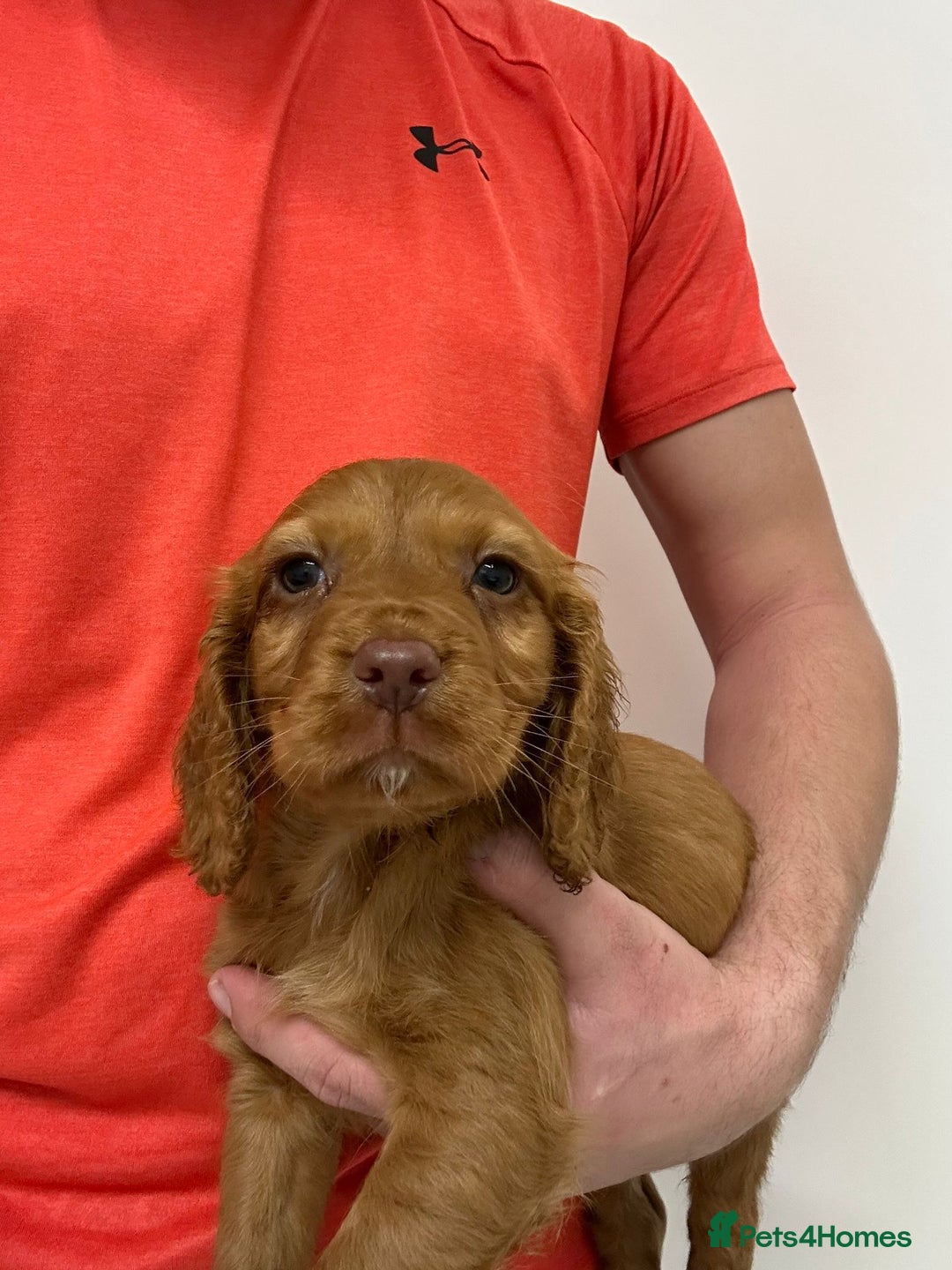 Cocker Spaniel dogs for sale: Gorgeous KC cocker spaniel puppies  - Advert 24