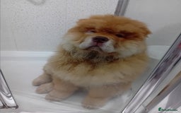 Chow Chow dogs for stud: Chowmazing  - Image 15