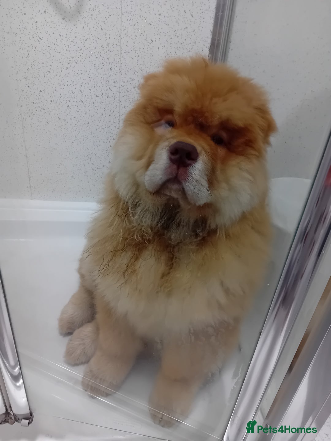 Chow Chow dogs for stud: Chowmazing  - Image 15