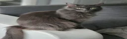 Maine Coon cats for sale: 2 kittens left XL Maine Coon TICA registered  - Advert 17
