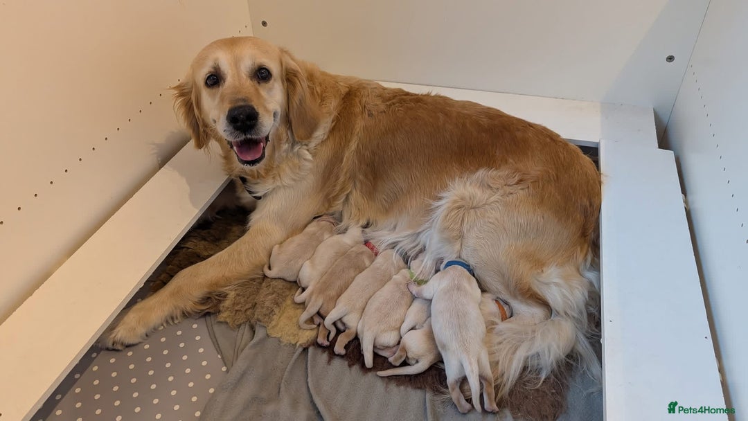 Golden Retriever dogs for sale: Golden retriever puppies  - Image 1