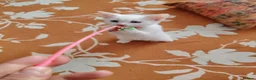 European cats for sale: Adorable Kittens - Advert 4