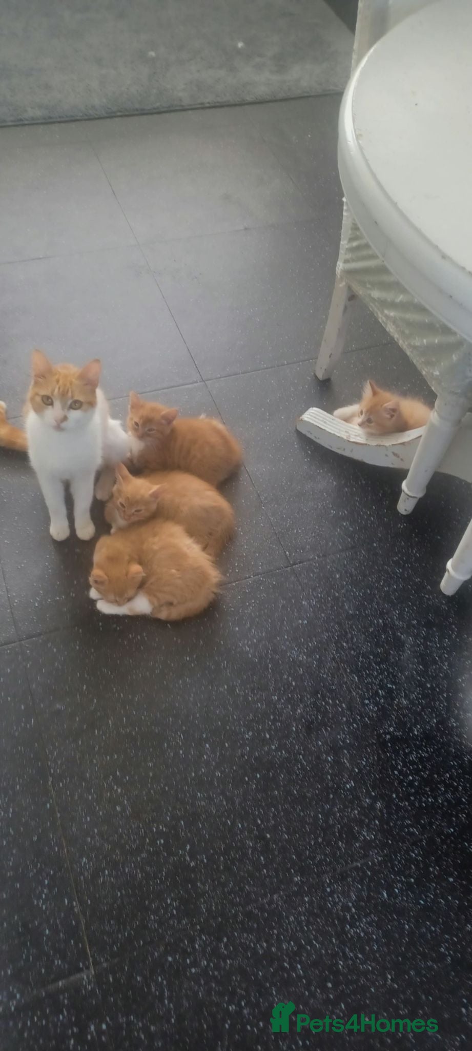 Mixed Breed cats Beautiful ginger tabby kittens - Advert 9