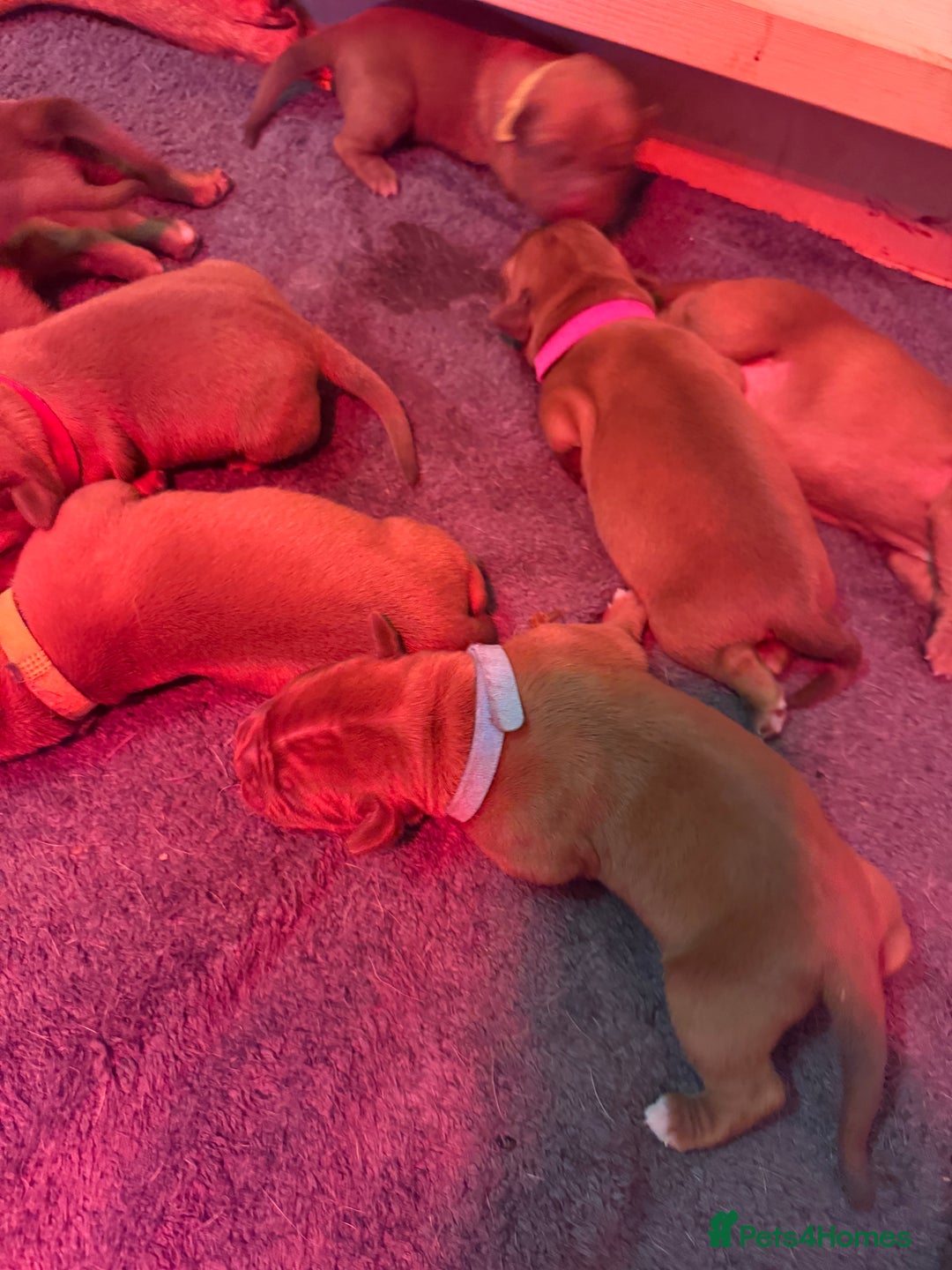 Dogue De Bordeaux dogs for sale: DOGUE DE BORDEAUX PUPPIES AVAILABLE 16/03/26 - Advert 23