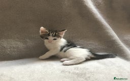 Mixed Breed cats for sale: Bring Home a Bundle of Joy Kittens Ready Oct. 2nd! - Image 20