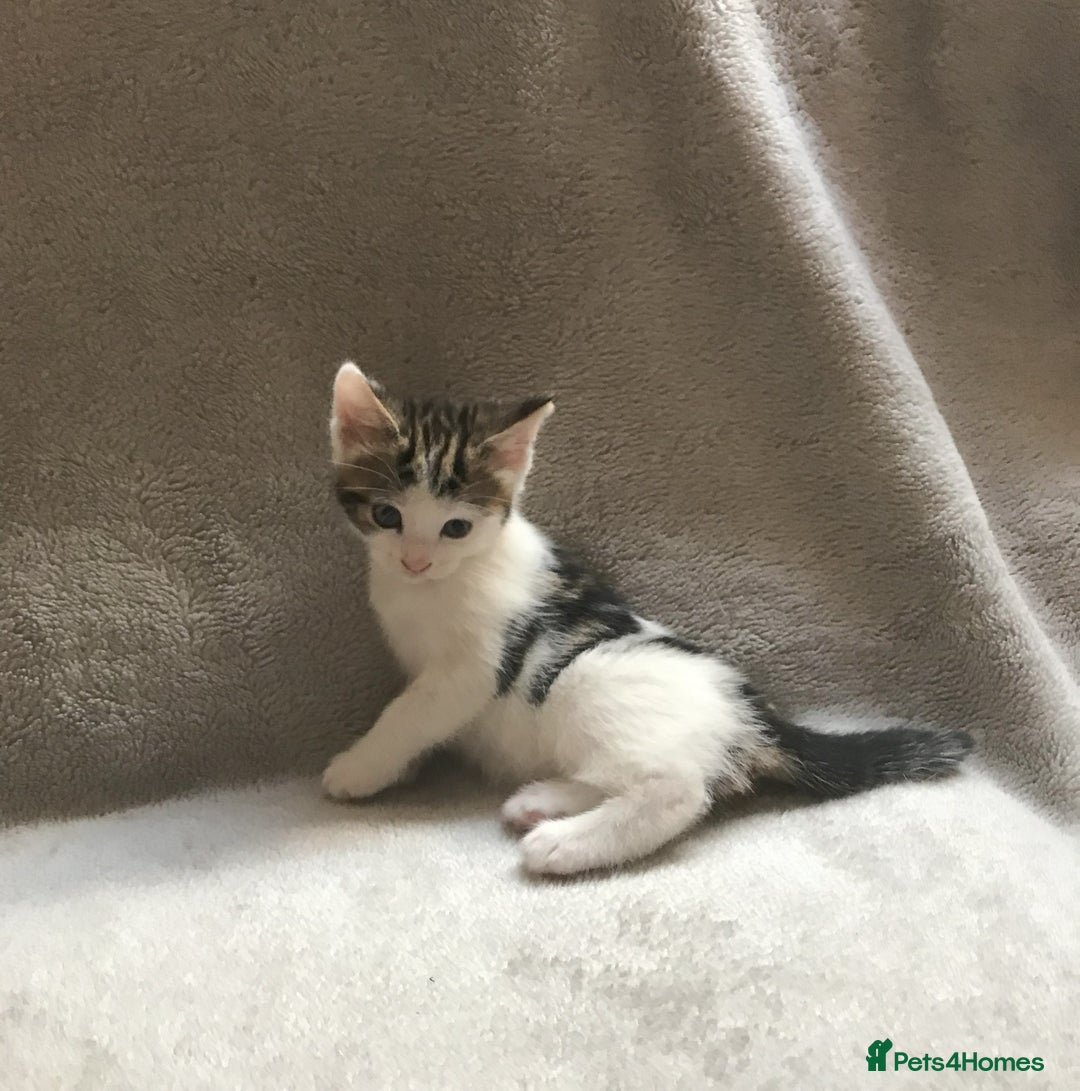 Mixed Breed cats for sale: Bring Home a Bundle of Joy Kittens Ready Oct. 2nd! - Image 20