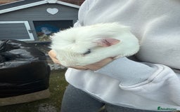Guinea Pig rodents for sale: 💕lovely male guinea pig💕 - Image 4