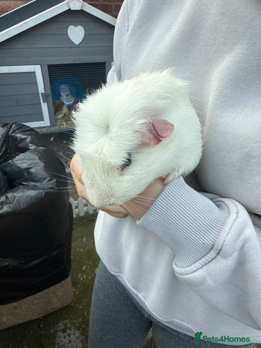 Guinea Pig rodents for sale: 💕lovely male guinea pig💕 - Image 4