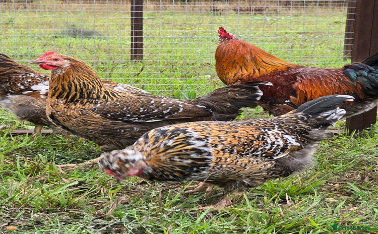 Chickens poultry for sale - Advert 2