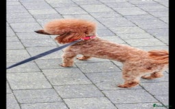 Miniature Poodle dogs for sale: MINIATURE-TOY POODLE PUPPIES AVAILABLE  - Image 7
