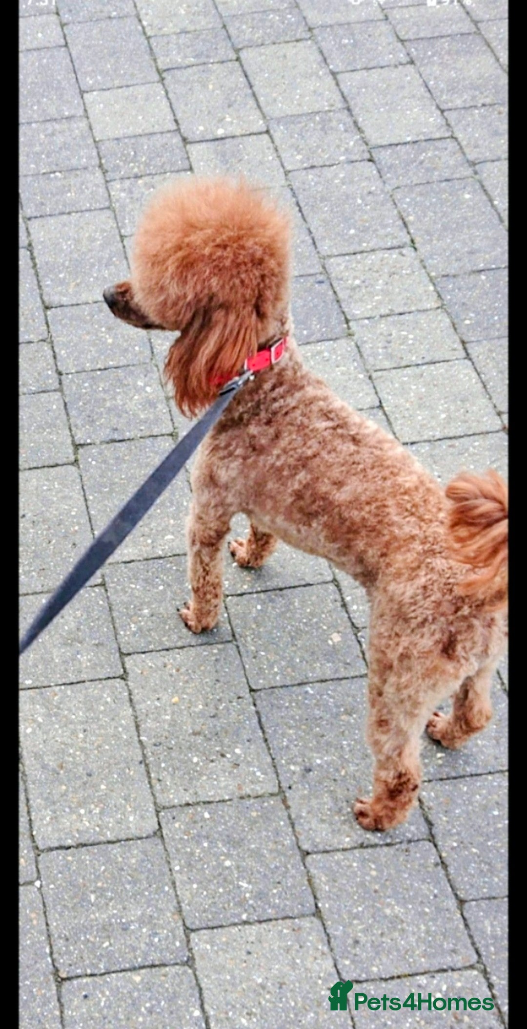 Miniature Poodle dogs for sale: MINIATURE-TOY POODLE PUPPIES AVAILABLE  - Image 7