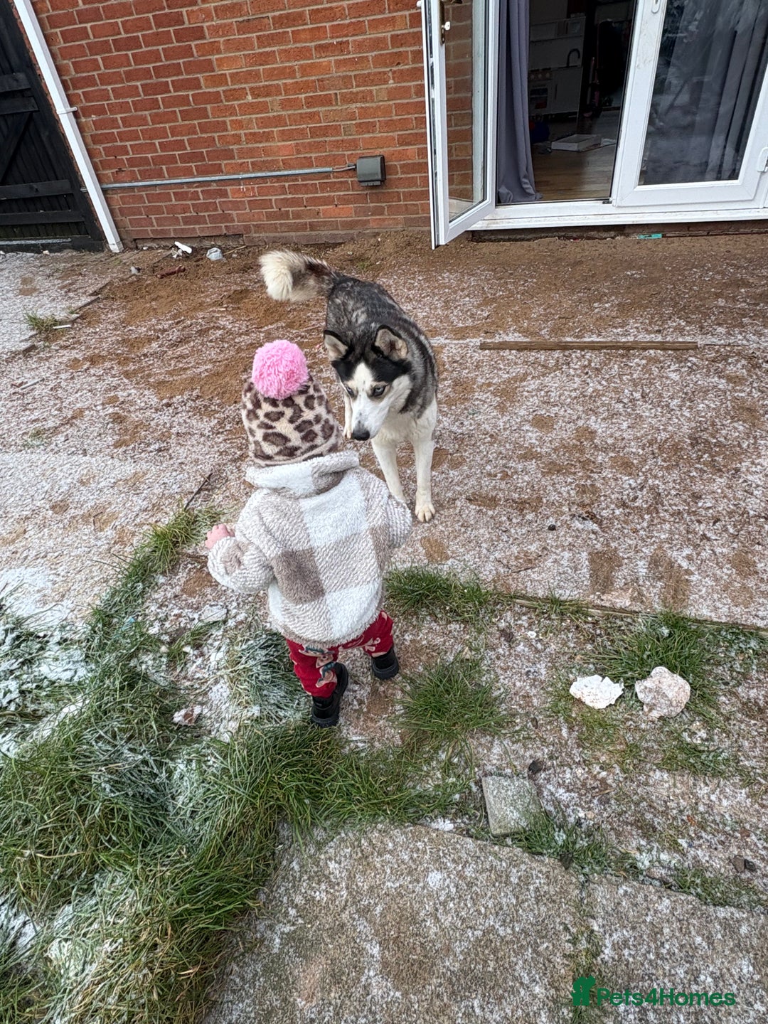 Siberian Husky dogs for sale: 4 year old Siberian  husky  - Advert 16