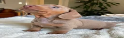 Miniature Dachshund dogs for sale: True KC Reg-Minature Dachshund Pups (Smooth Coat). - Advert 9