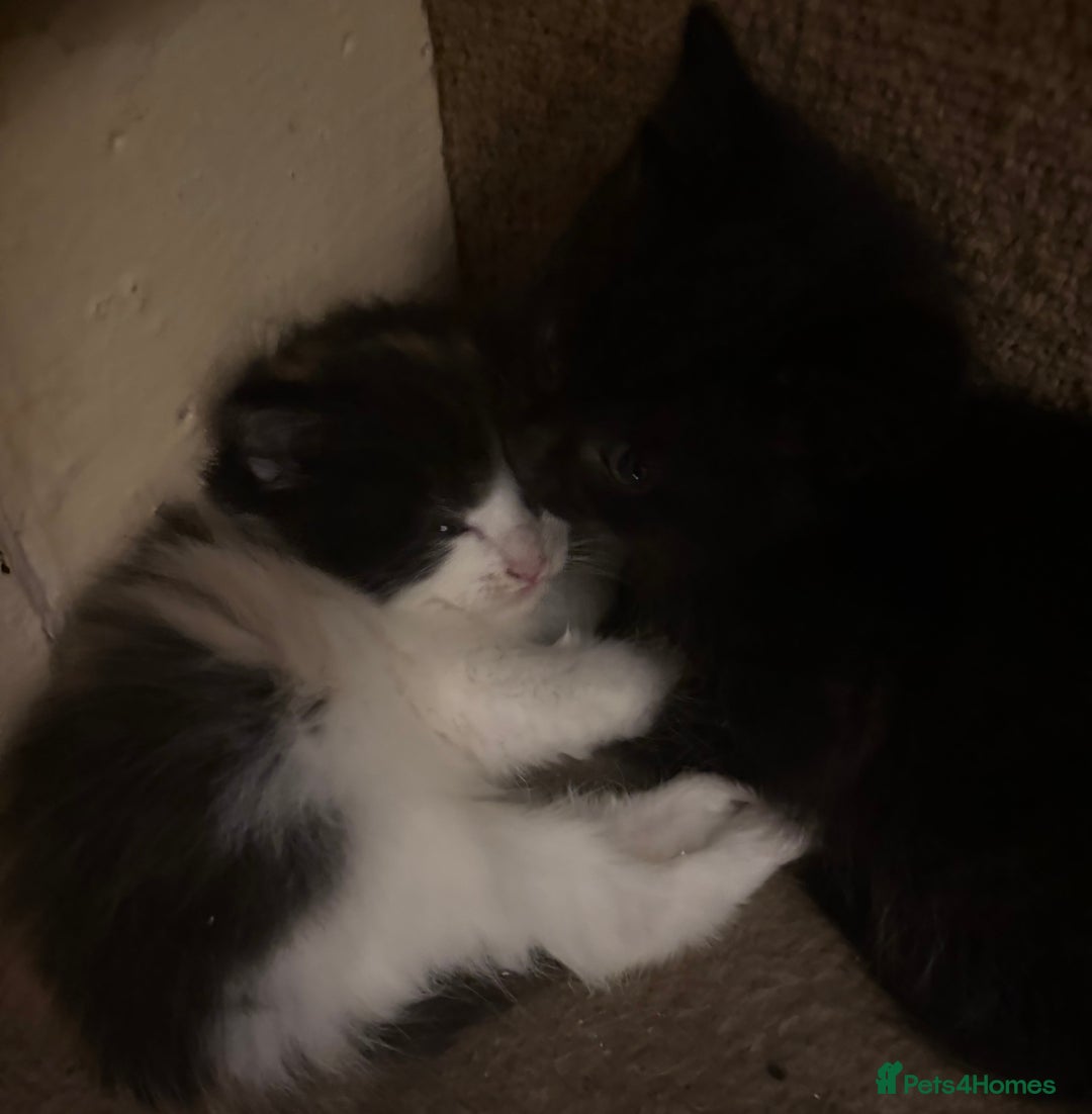 Mixed Breed cats for sale: Ragamuffin mix kittens  - Image 11
