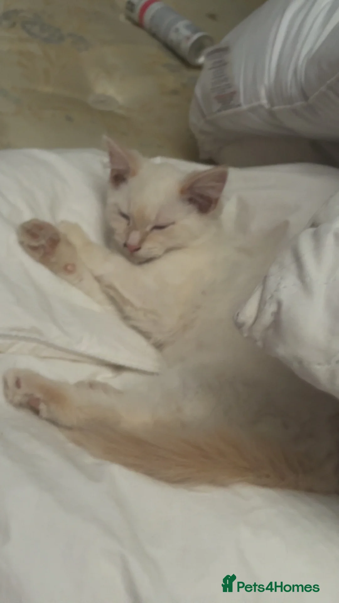 Mixed Breed cats for sale: Kittens looking for a loving family to join  - Advert 10