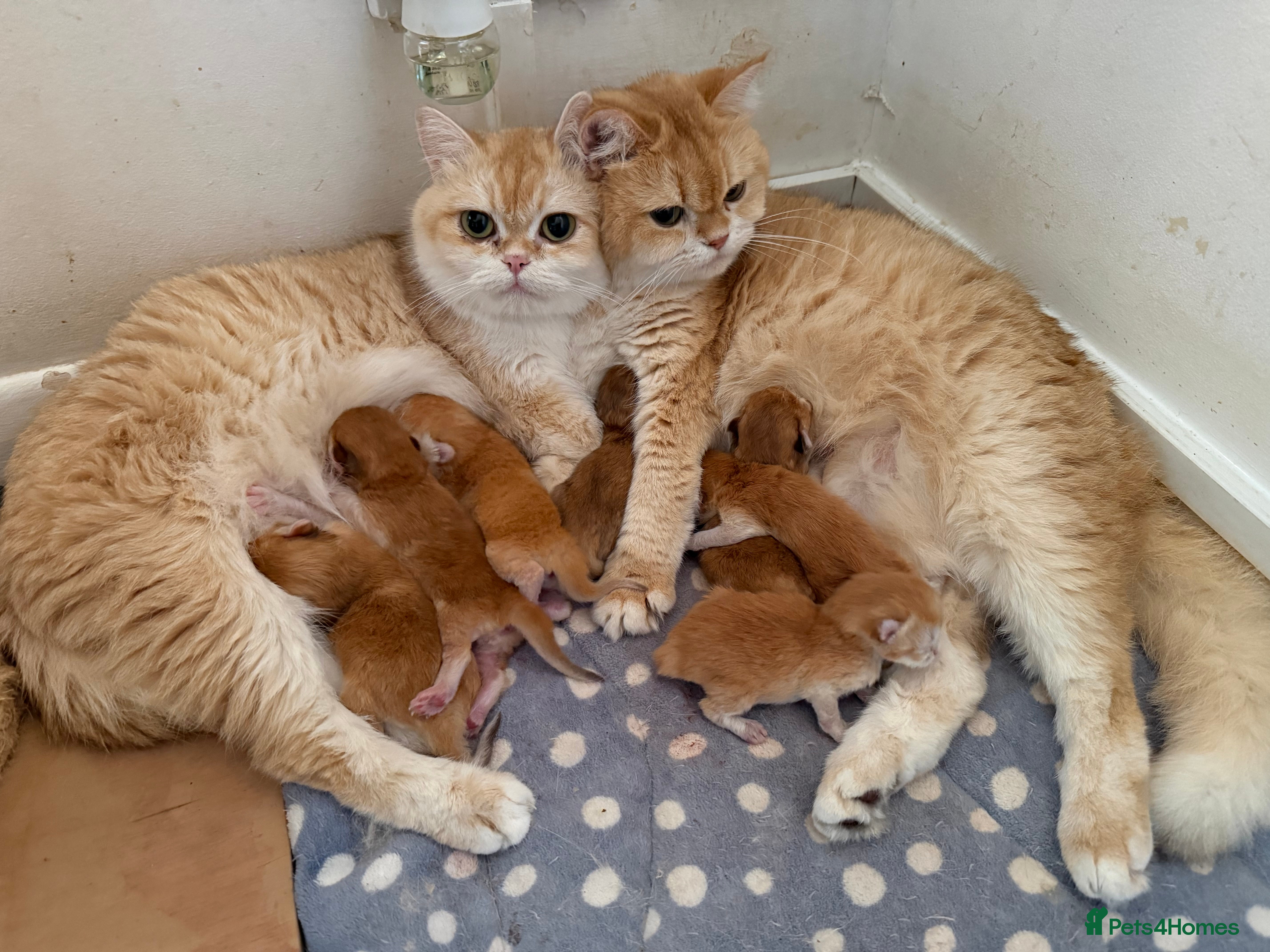 British Shorthair cats GCCF reg Chocolate and Black Golden Kittens - Advert 2