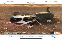 Mixed Breed dogs for adoption: ❤️ HERA the dog with a beautiful heart ❤️ - Image 28