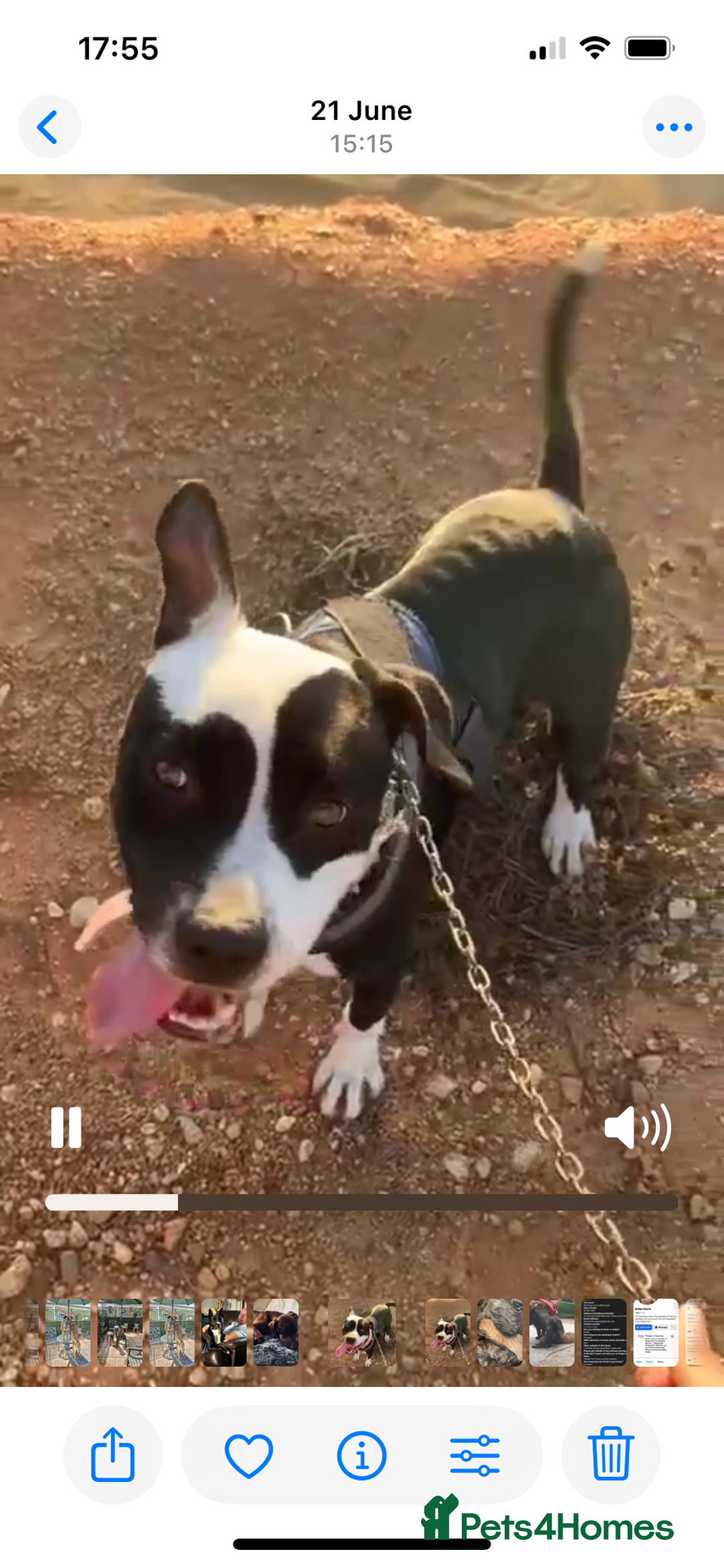 Mixed Breed dogs for adoption: ❤️ HERA the dog with a beautiful heart ❤️ - Advert 28