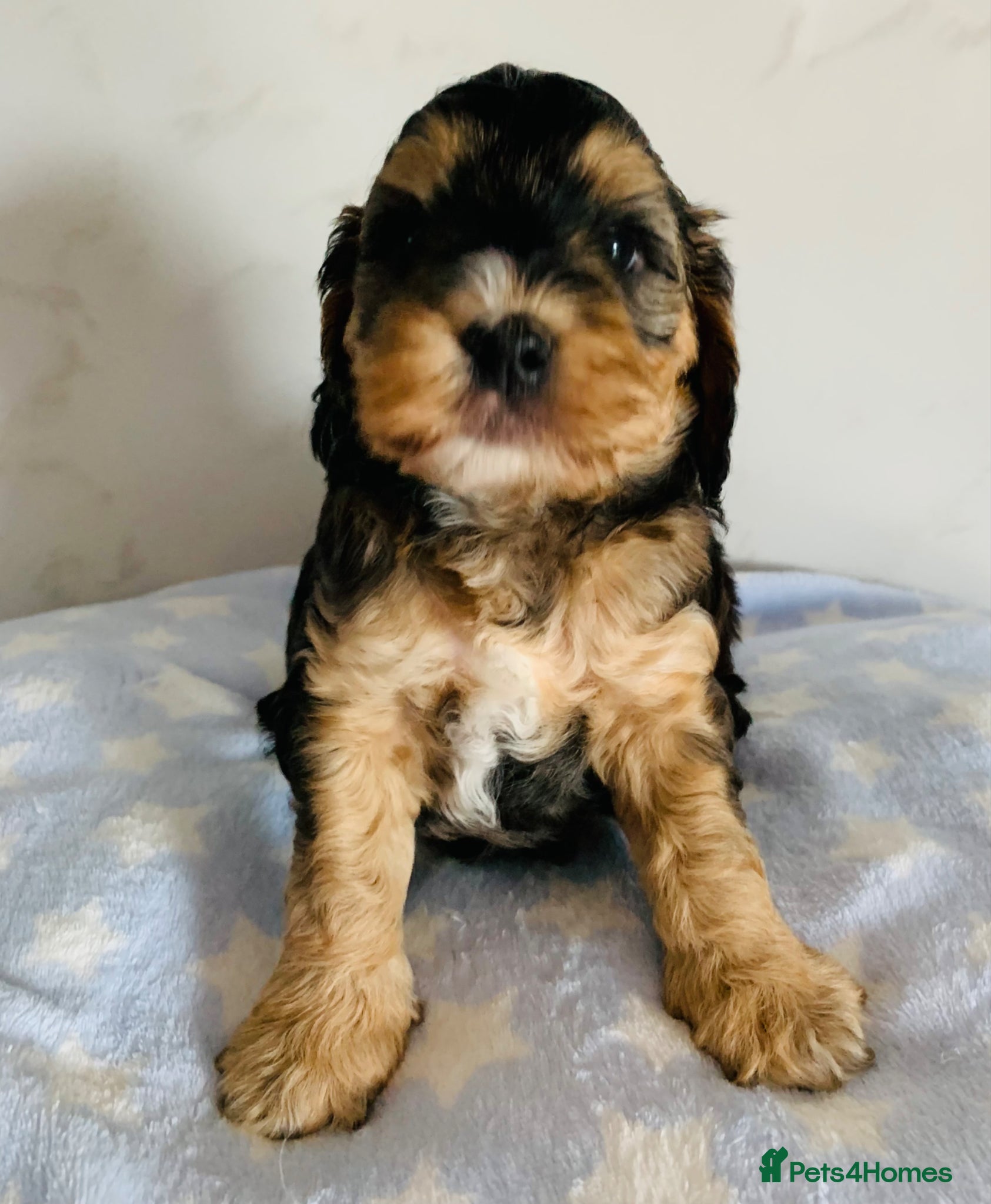 Cockapoo dogs Last tri-coloured boy Cockapoo KC parents  - Advert 1