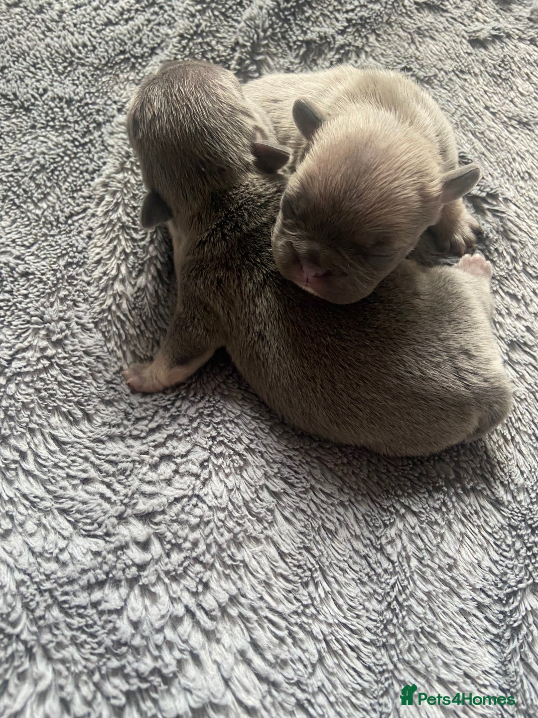 Mixed Breed dogs for sale: French bulldog/English bulldog - Advert 3