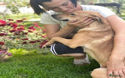 Mixed Breed dogs for adoption: 💖🐶 BAMBY 🐶💖 - Image 11