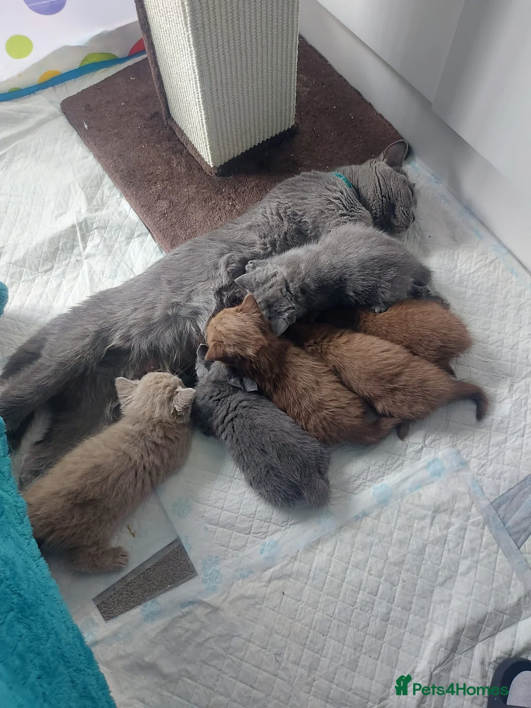 British Shorthair cats for sale: British shorthair kitten - Advert 2