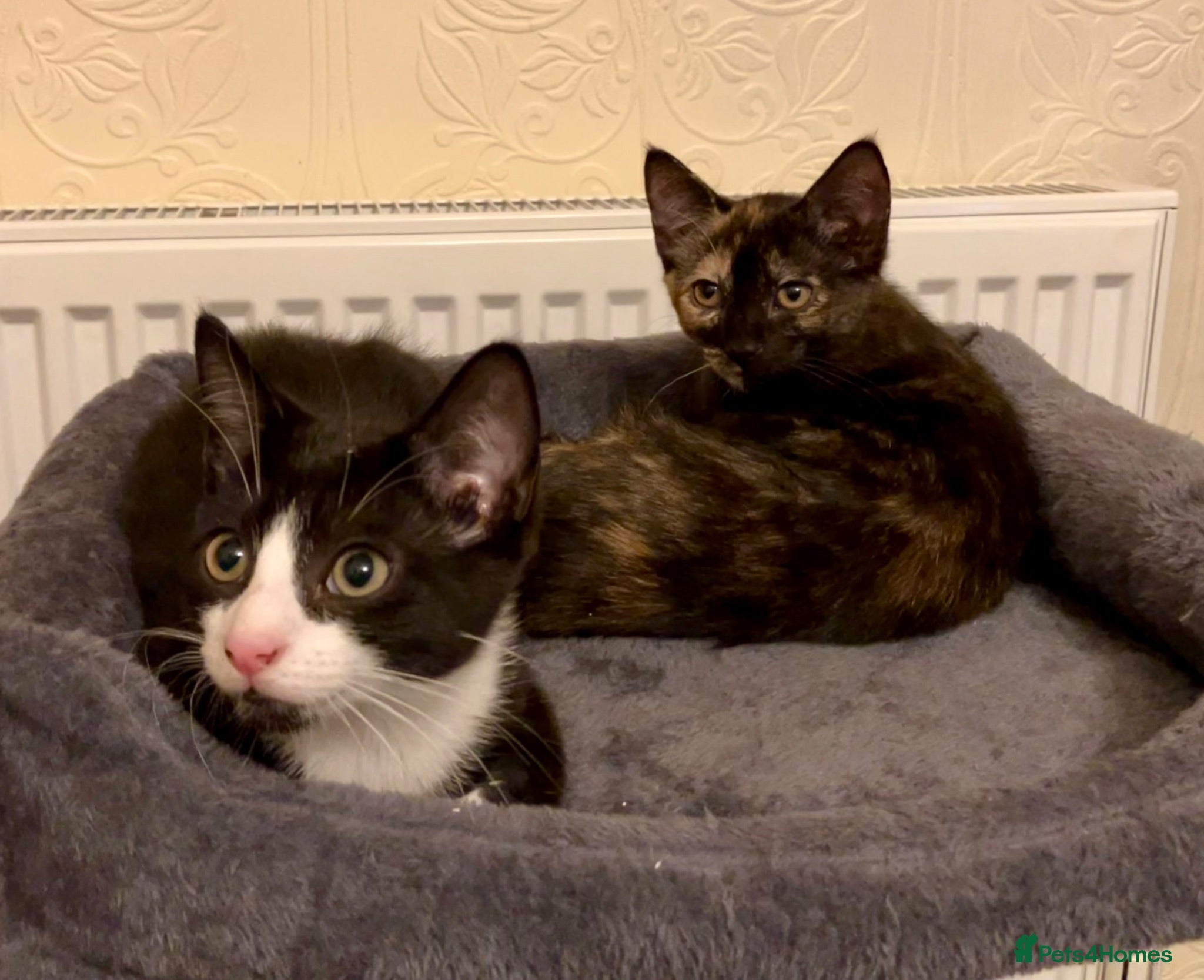 Mixed Breed cats 2 Lovely kittens for sale (1 boy, 1 girl) - Advert 13