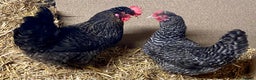 Chickens poultry for sale: Olive Eggers  - Advert 5