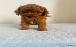 Maltipoo dogs for sale: 🐾 F1BB Maltipoo Puppies  - Image 10