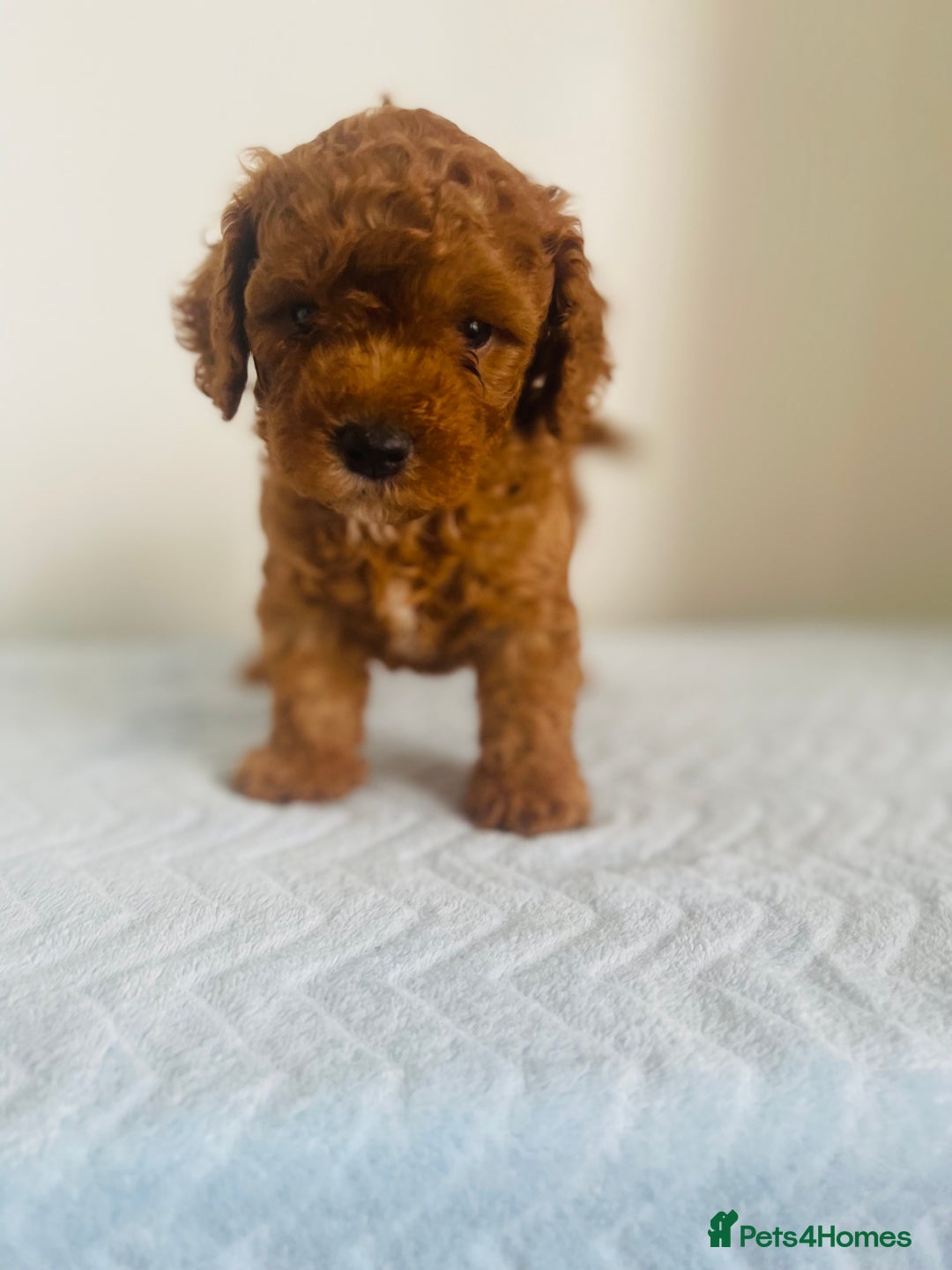 Maltipoo dogs for sale: 🐾 F1BB Maltipoo Puppies  - Image 10
