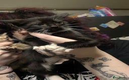 British Shorthair cats for sale: BEAUTIFUL TABBY KITTENS FOR SALE  - Advert 13