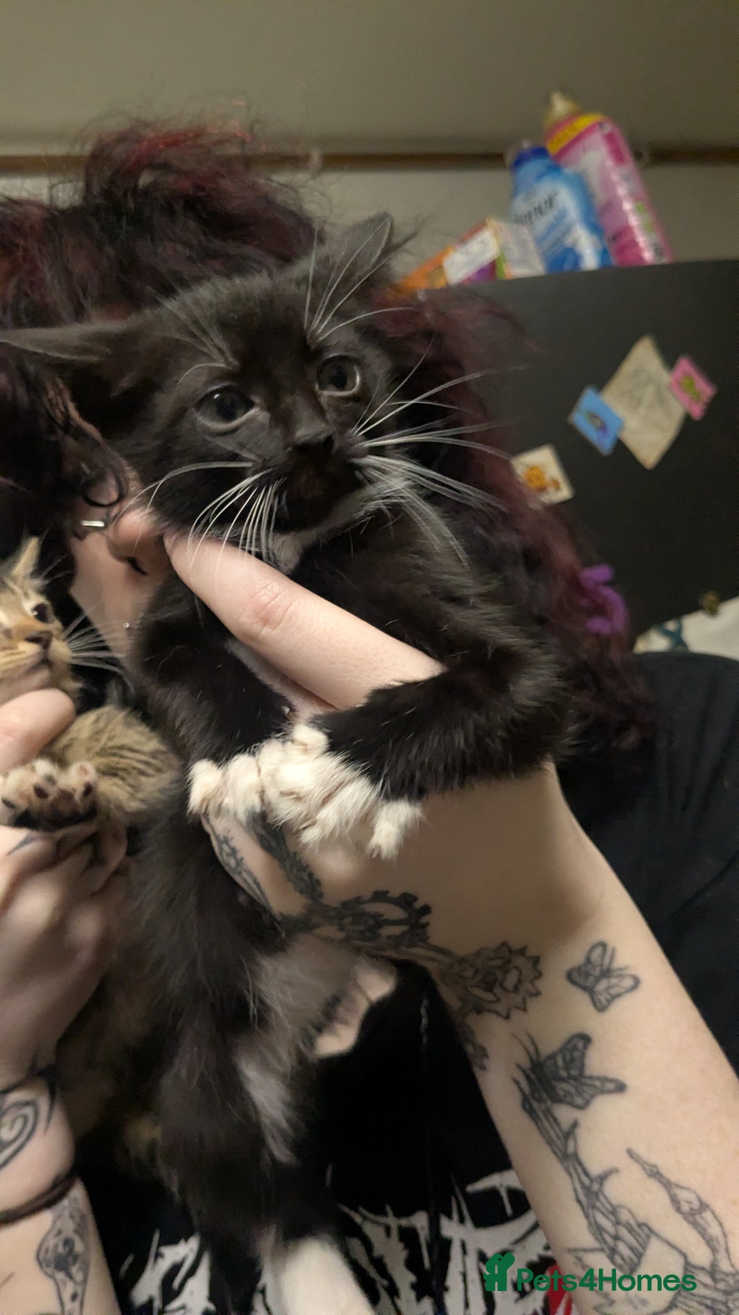 British Shorthair cats for sale: BEAUTIFUL TABBY KITTENS FOR SALE  - Advert 13