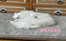 Pomeranian dogs for sale: READY 2nd August KC White Teddy Bear Poms - Image 38