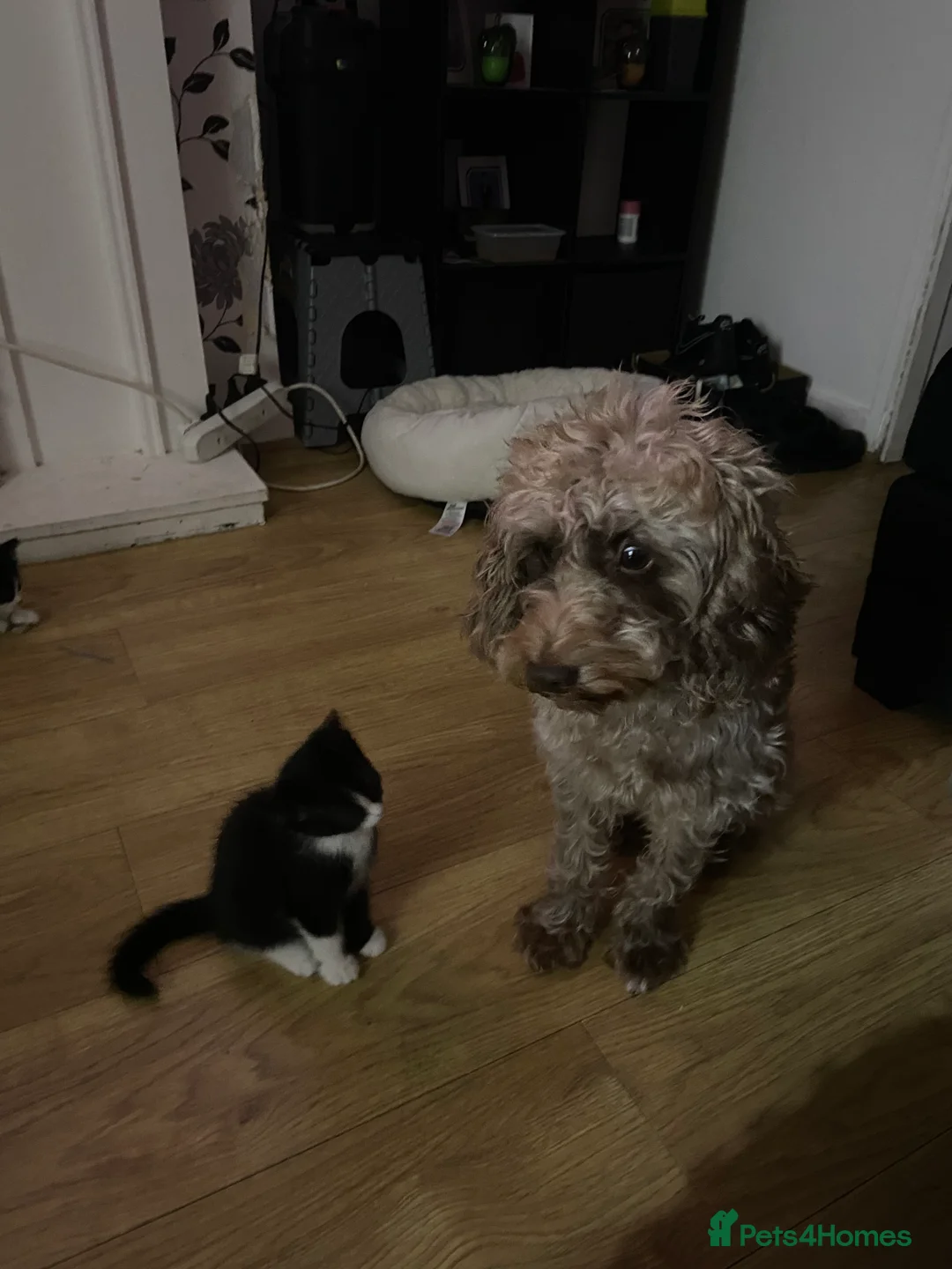 Cockapoo dogs for sale: Male cockapoo - Advert 3