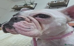 French Bulldog dogs for sale: 3yr old French bulldog bitch  - Image 1