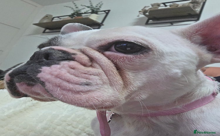 French Bulldog dogs - Advert 14