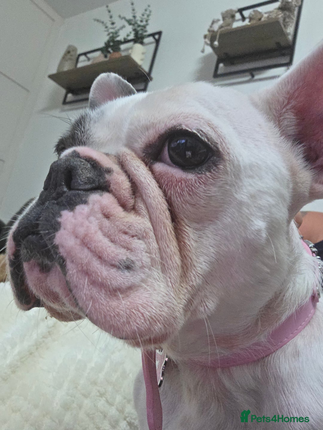 French Bulldog dogs for sale: 3yr old French bulldog bitch  - Image 1