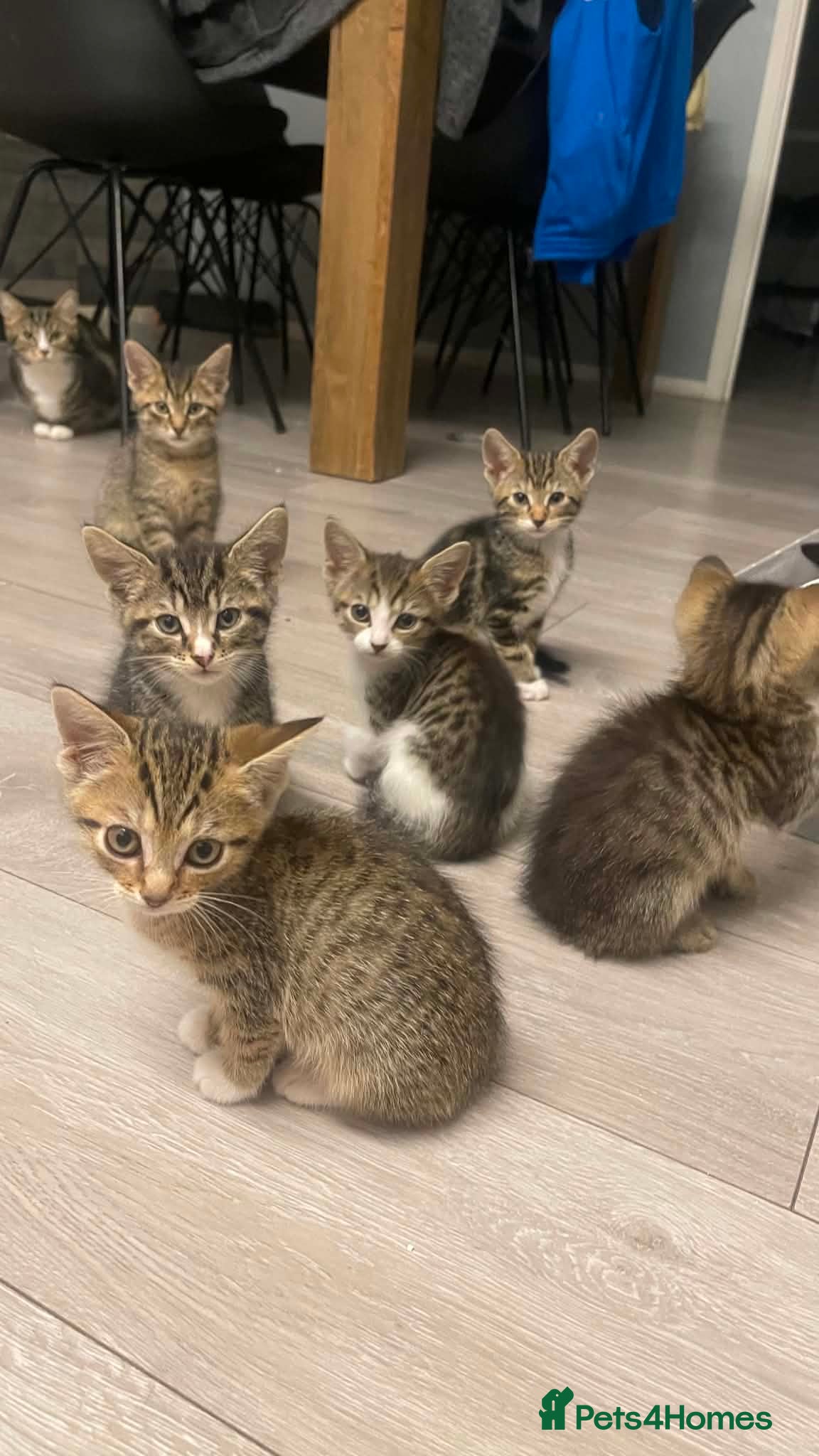 Mixed Breed cats Kittens bengals  - Advert 14